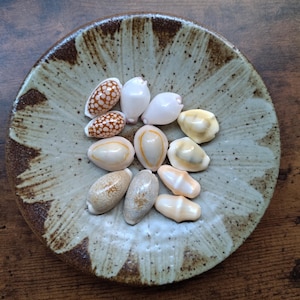 Op de afbeelding: Een verzameling van elf kleine, gladde kauri-schelpen in diverse tinten wit, crème, beige en bruin met gevlekte of effen patronen, rustend in een ronde, ondiepe keramische schaal met een gespikkelde beige en donkerbruine glazuurlaag.