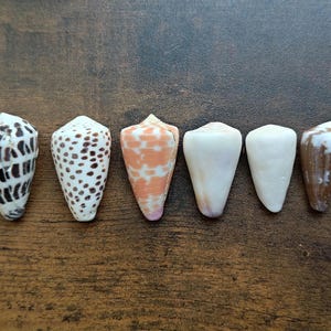 May include: A collection of six cone shells arranged in a row. The shells display various patterns including black and white stripes, brown spots, a peach-coloured grid, two solid off-white shells, and one with a brown and white mottled surface.