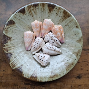 May include: A collection of seven cone shells arranged in a circular ceramic dish. Three shells feature a light peach color with white mottled patterns, while four shells are white with distinct dark brown spots scattered across their surfaces.