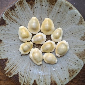 Juego de 10 conchas marinas pequeñas, conchas para manualidades, cauri, cauri, color amarillo claro.