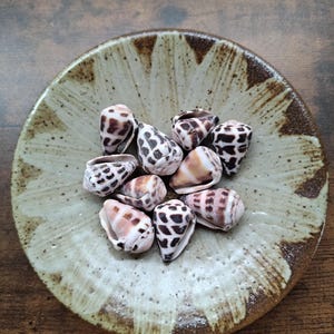 Puede incluir: Una colección de nueve conchas marinas en forma de cono con patrones de manchas marrones y blancas que descansan dentro de un plato de cerámica redondo. El plato presenta un centro beige claro con un diseño de pétalos marrones oscuros.