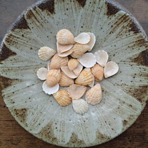 Puede incluir: Un plato redondo de cerámica con esmalte verde claro moteado y bordes de color marrón oscuro, que contiene una colección de pequeñas conchas marinas de colores claros. El plato presenta un patrón radial en relieve con forma de pétalos y varias conchas beige y blancas.