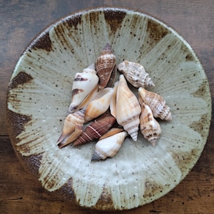 Set of 10 small seashells, shells for crafts, spiral shaped seashells