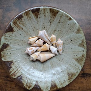 May include: A round ceramic dish with a speckled light green and brown glaze featuring a radial petal pattern. Inside the dish sits a small cluster of smooth, cone-shaped seashells with white and tan horizontal bands and brown speckles.