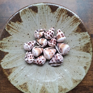 Puede incluir: Una colección de diez pequeñas conchas marinas en forma de cono con patrones de manchas marrones que descansan en el centro de un plato redondo de cerámica beige, con un diseño de pétalos moteados de color marrón oscuro que irradia desde el centro.