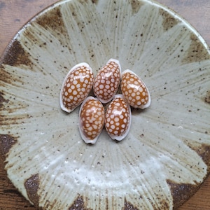 Puede incluir: Cinco conchas de cauri de forma ovalada con una superficie marrón brillante y un patrón de pequeños puntos circulares blancos. Las conchas están dispuestas en un grupo, cada una con una abertura lisa y alargada con un borde blanco.