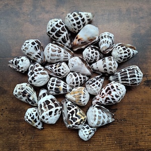 May include: A collection of twenty-three cone shells, each featuring a distinct white base colour with dark brown to black geometric, grid-like patterns. The shells vary slightly in size and shape, displaying pointed apexes and open apertures.