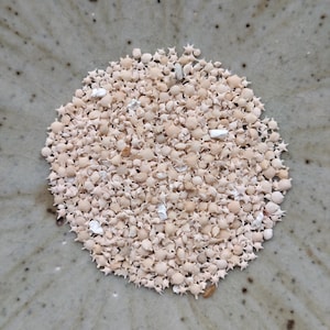 May include: A collection of small, pale beige, star-shaped foraminifera shells arranged in a circular cluster. These tiny, natural marine fossils feature distinct pointed edges and a rounded centre, creating a textured, granular appearance.