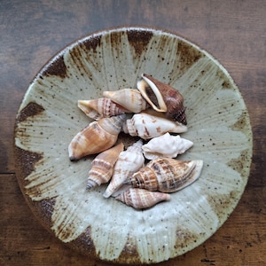 Può includere: Una collezione di varie piccole conchiglie a spirale nelle tonalità del marrone, dell'abbronzatura e del bianco, che riposano all'interno di una ciotola in ceramica rotonda e poco profonda con un motivo a petali maculato verde chiaro e marrone.