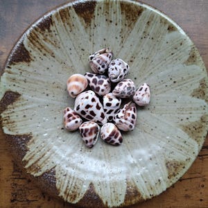 May include: A collection of small, cone-shaped seashells with brown and white spotted patterns resting in the centre of a round, shallow ceramic dish. The dish features a light beige glaze with dark brown, radiating brushstroke accents.