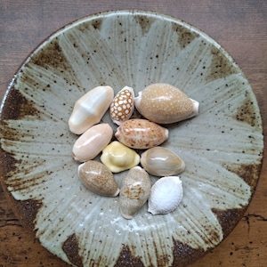 Puede incluir: Una colección de diez conchas de cauri variadas en tonos crema, beige, marrón y blanco, que descansan dentro de un cuenco de cerámica redondo con un esmalte moteado en verde claro y marrón con un patrón radiante en forma de pétalos.