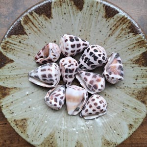 May include: A collection of nine cone shells with white surfaces and dark brown, square-shaped spotted patterns. The shells are arranged in a cluster, each featuring a smooth, tapered conical shape with a small opening at the base of the shell.