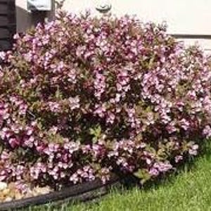 Pink Weigela Quart-sized live plant