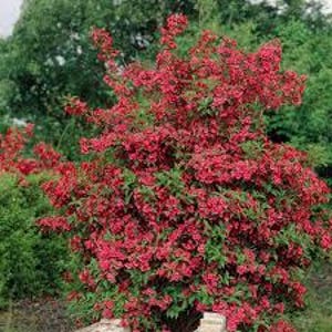 Weigela florida, ‘Vanicekii’ (aka Cardinal Red Weigela) Quart Sized Plant