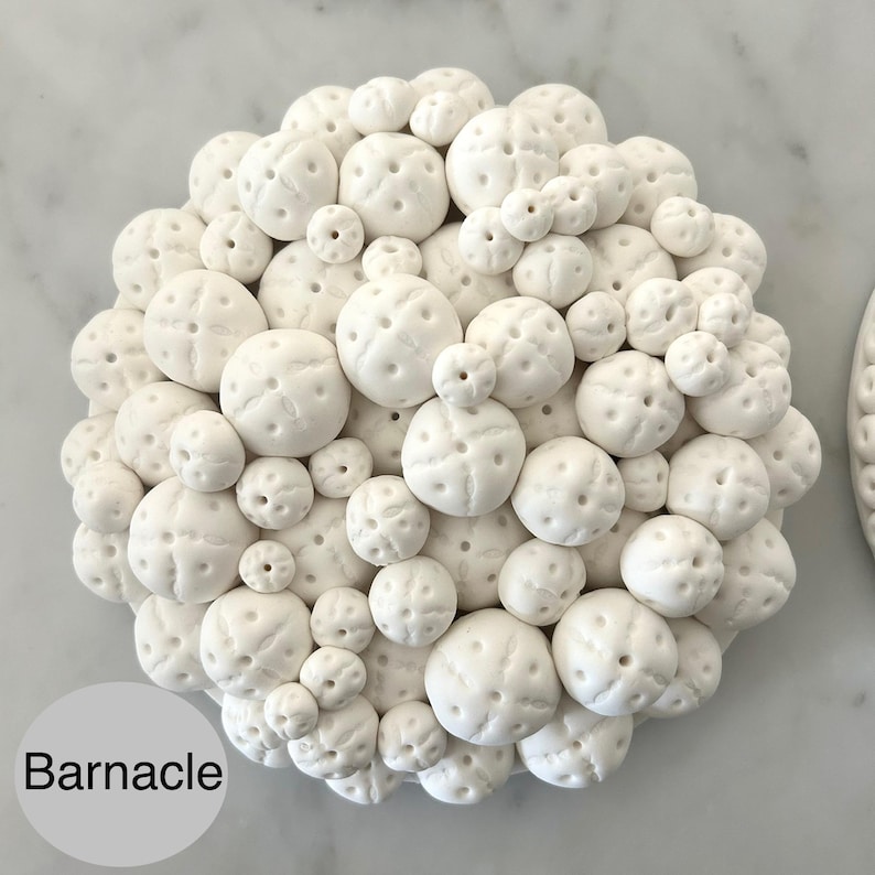 May include: A cluster of white, round, barnacle-shaped objects with small holes, arranged in a circular pattern. The objects vary in size, creating a textured, organic appearance. The word "Barnacle" is printed in black text at the bottom left.