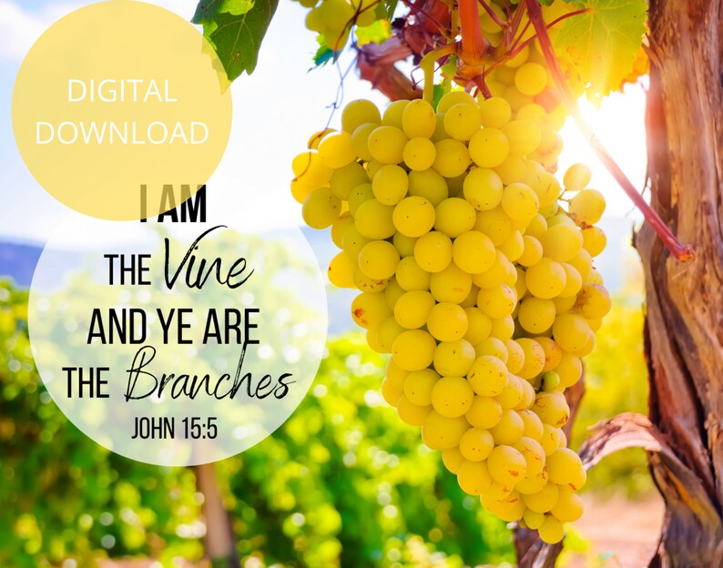 I Am the Vine You Are the Branches Vine and Branches John 15 5