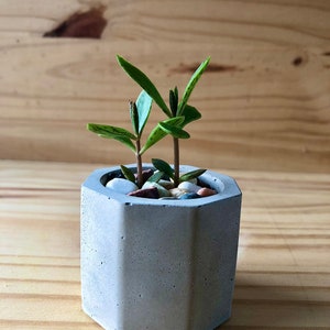 Handmade planters with baby mother of thousands plant | Indoor/Outdoor