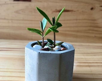 Handmade planters with baby mother of thousands plant | Indoor/Outdoor