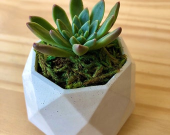 Handmade planter with baby Echeveria succulent | Indoor/Outdoor