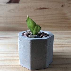 Handmade planters with baby snake plant | Indoor/Outdoor