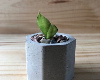 Handmade planters with baby snake plant | Indoor/Outdoor