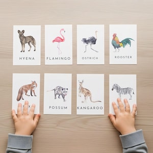 May include: Eight animal flashcards with watercolor illustrations of a hyena, flamingo, ostrich, rooster, fox, possum, kangaroo, and zebra. Each card has the animal's name printed below the image. A child's hands are visible.