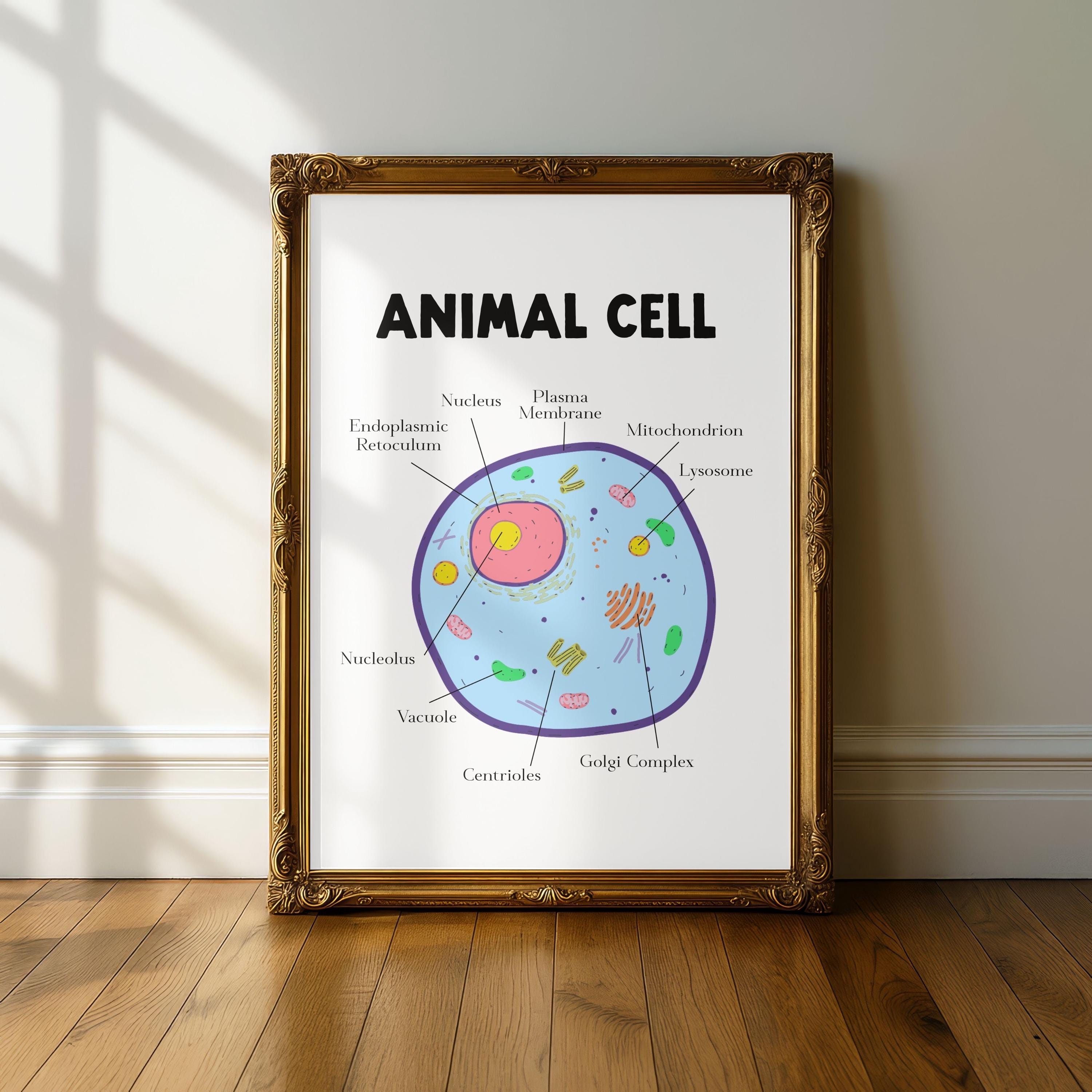 Labeled Plant & Animal Cell Biology Posters | Educational Science Wall ...