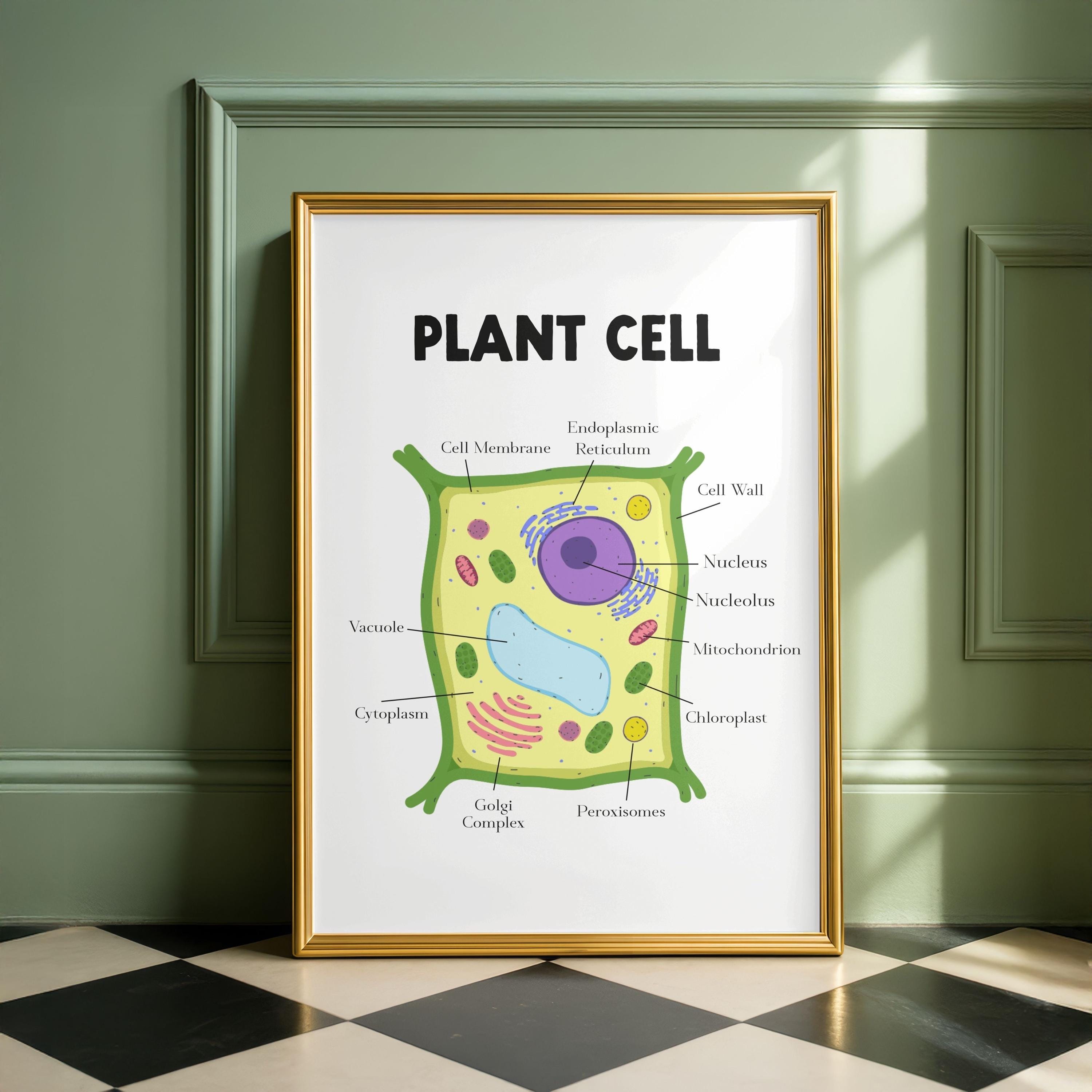 Labeled Plant & Animal Cell Biology Posters | Educational Science Wall ...