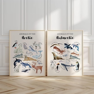 May include: Two illustrated posters featuring animals of the Arctic and Antarctic. The Arctic poster features a polar bear, a reindeer, a walrus, a narwhal, a beluga whale, a caribou, a snow fox, a ringed seal, a harp seal, a puffin, a snowy owl, and an orca. The Antarctic poster features a leopard seal, a snow petrel, a krill, a humpback whale, a emperor penguin, a gentoo penguin, a chinstrap penguin, a codfish, a seabird, a colossal squid, a seal, a snowy albatross, an orca, and a hourglass dolphin.