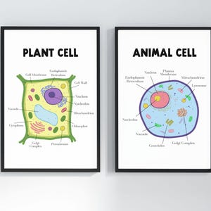 Pósteres de biología celular de plantas y animales etiquetados / Arte mural educativo de ciencias para el aula y la educación en casa