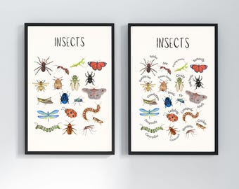 Pósters educativos de insectos / Arte mural de naturaleza para salas de juegos / Arte de insectos para habitaciones o aulas infantiles / Póster de biología infantil / Impresiones de zoología y vida silvestre