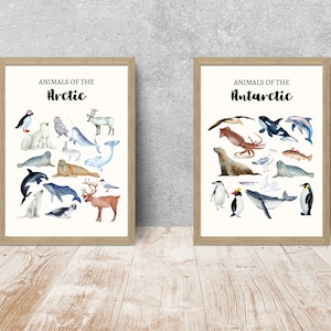 Láminas educativas sobre animales del Ártico polar / Animales del Ártico y la Antártida / Láminas para la educación en el hogar / Arte de pared Montessori sobre la naturaleza / Guardería del Ártico