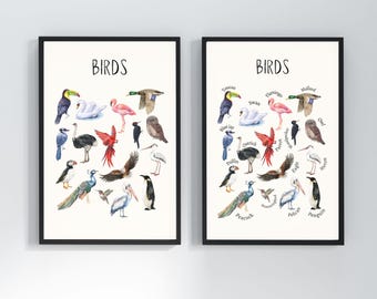 Birds Educational Posters | Nature Playroom Wall Art | Bird Art for Kids Room | Avian Decor | Kids Science Poster | Zoology Wildlife Prints