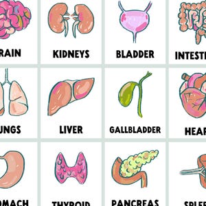 Tarjetas didácticas de las partes del cuerpo humano / Tarjetas de anatomía y órganos humanos / Actividad para la educación en casa / Estudio de unidad médica para futuros médicos / Juego de teatro