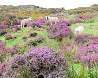 SCOTLAND PHOTOGRAPHY: Print, Scottish Sheep, Torridon