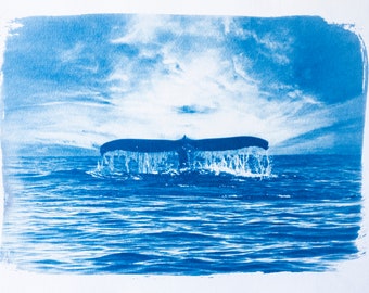 Original cyanotype unique caudal photograph of whale in the ocean