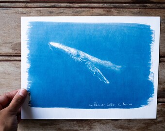 Original cyanotype unique whale photograph