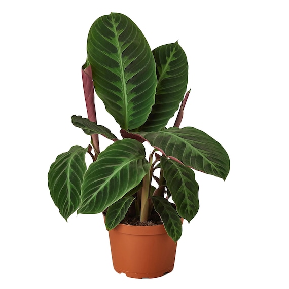 Easy Calathea Warscewiczii Care and Propagation! | Sprouts and Stems
