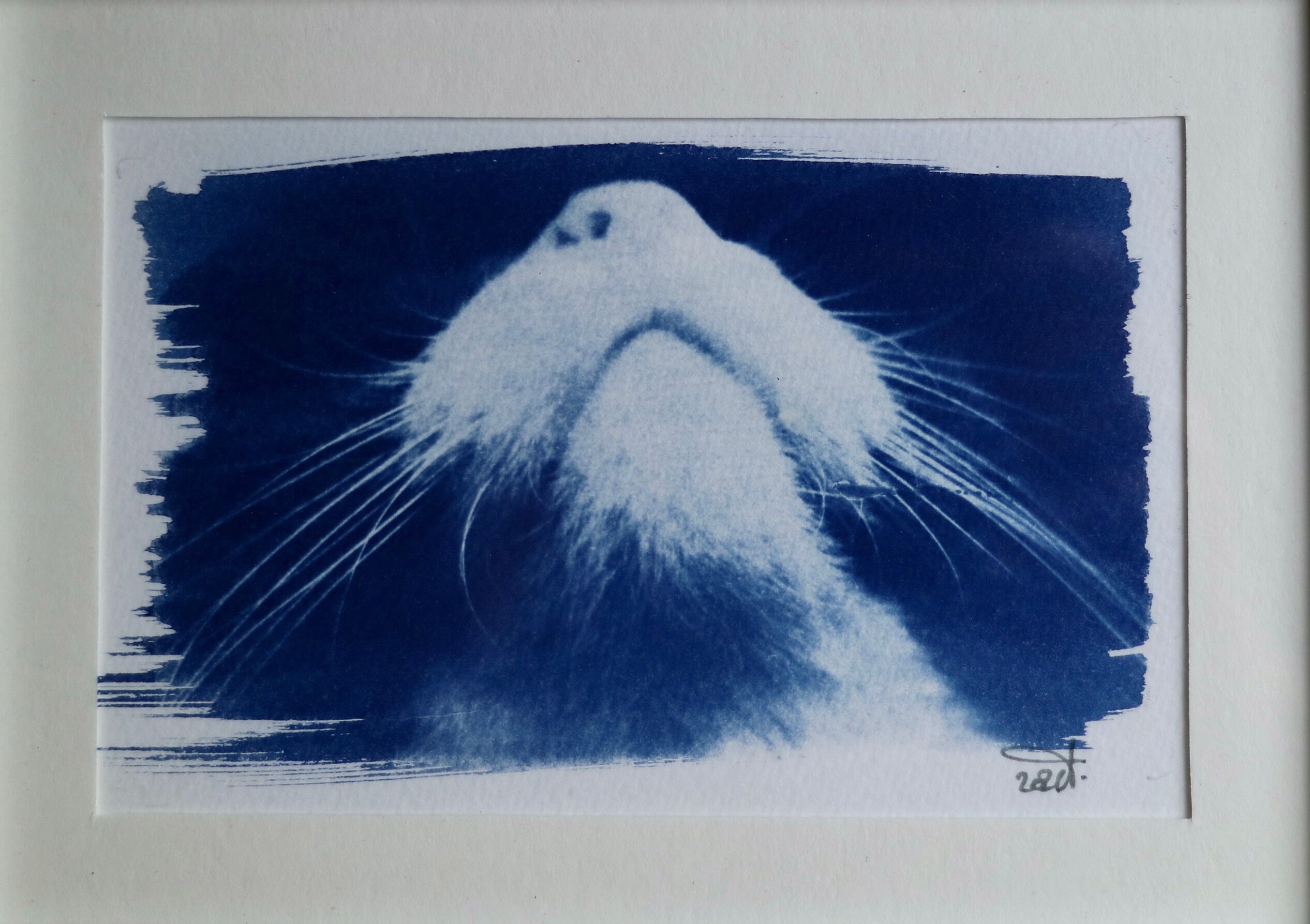 Cyanotype Museau de Chat