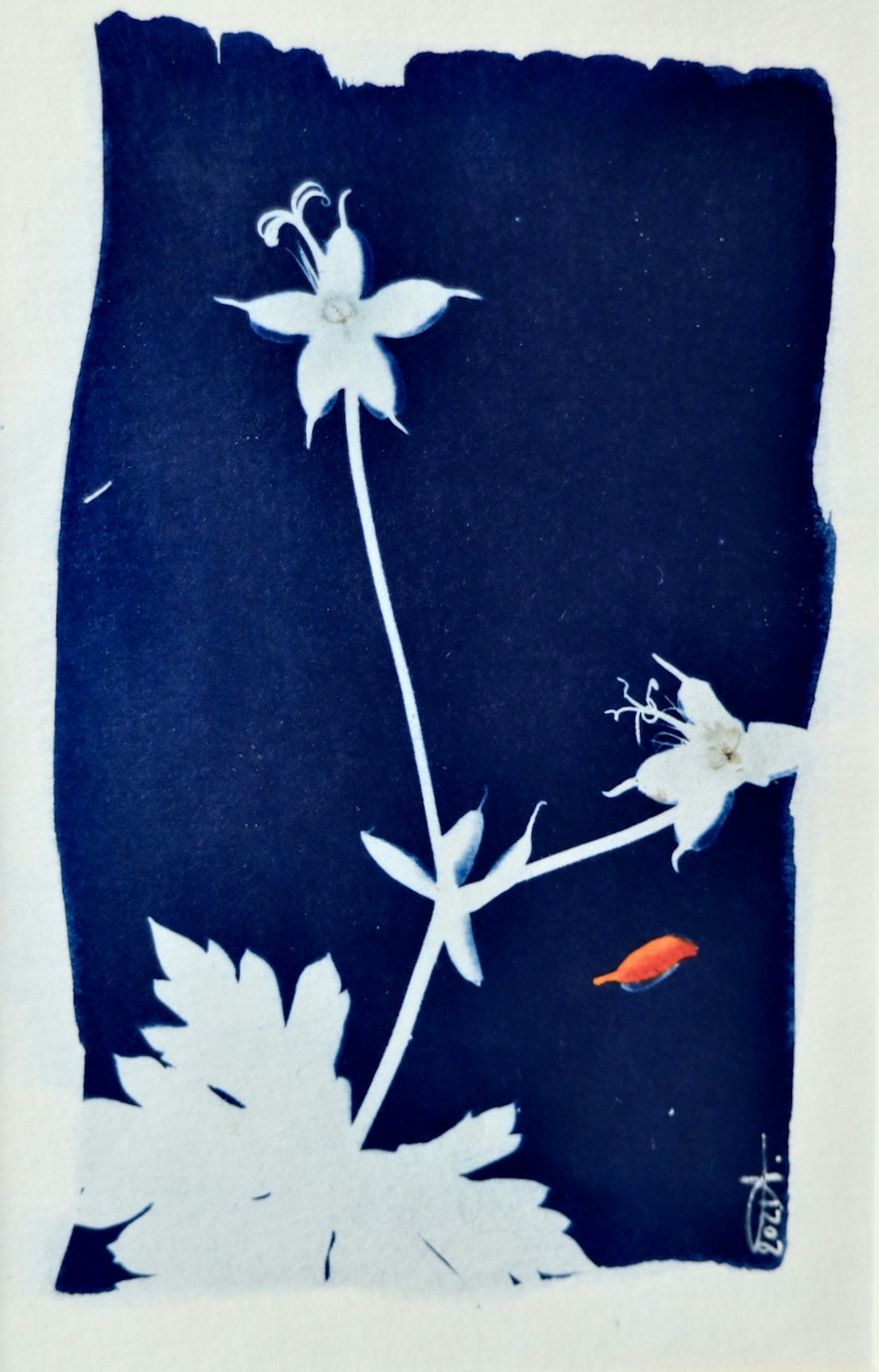 Cyanotype Naturaliste Géranium Des Bois - Aquarelle Rouge