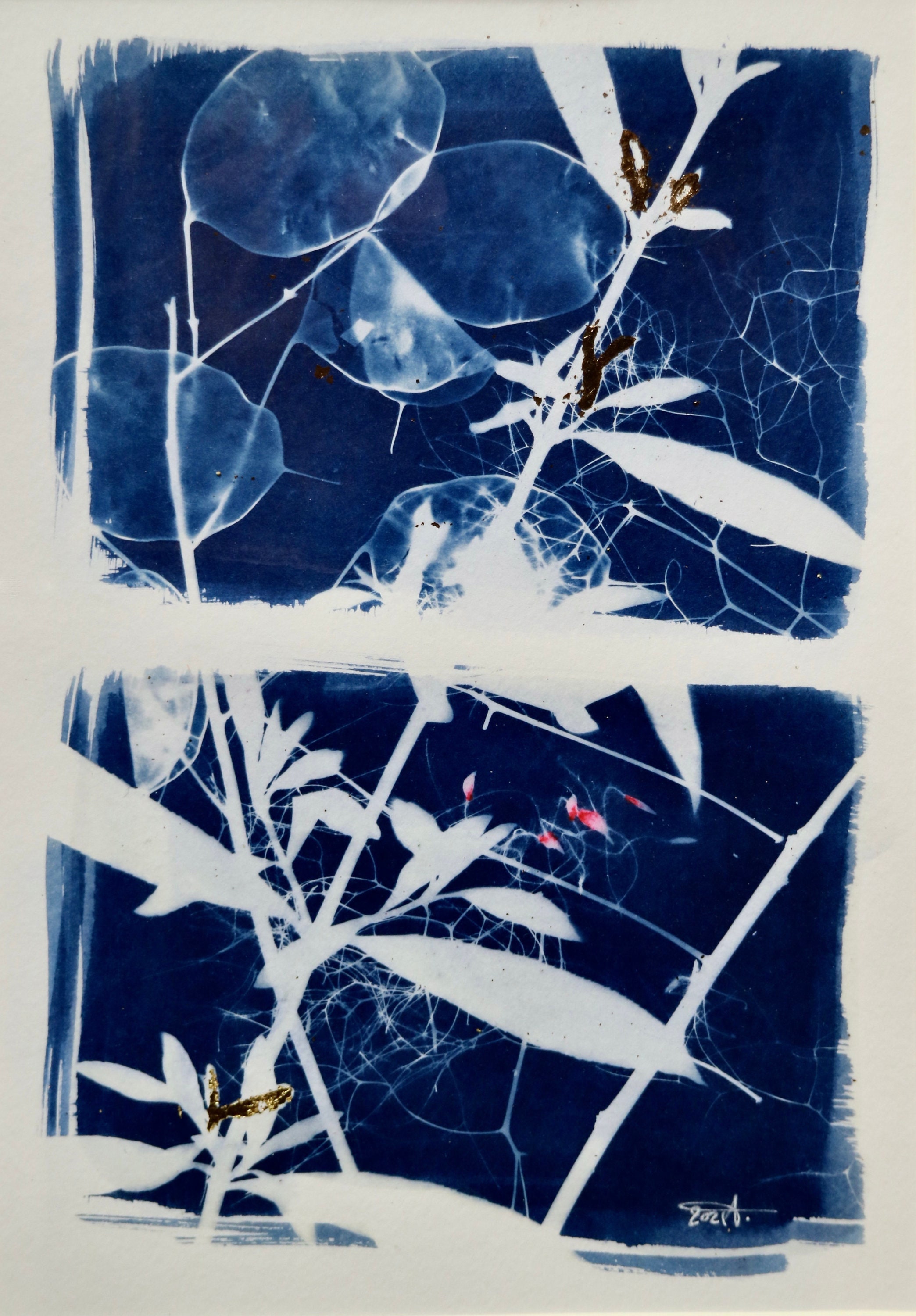 Cyanotype Naturalise Monnaie Du Pape - Arbre à Péruque Aquarelle Rose et Feuille d'or.