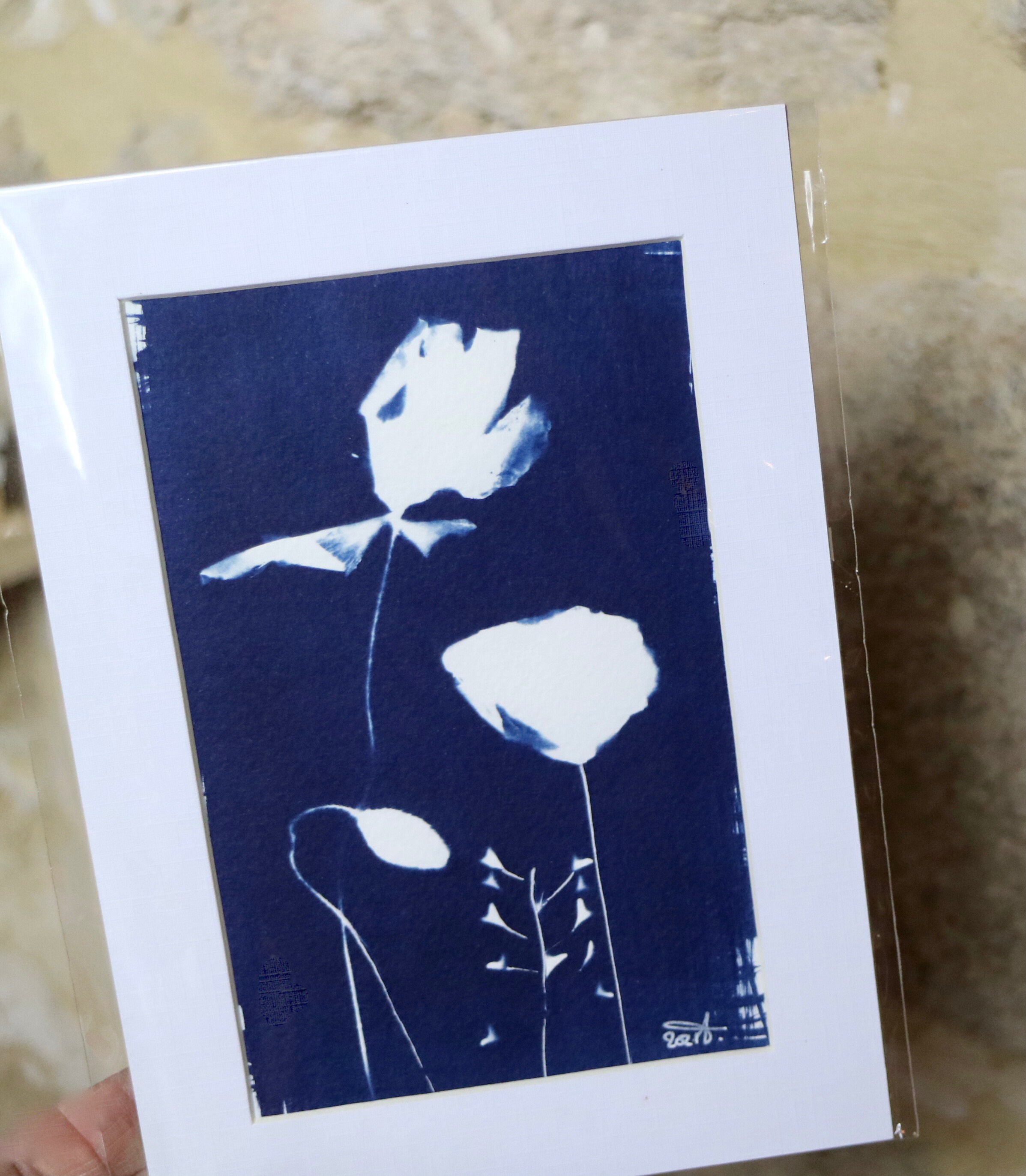 Cyanotype Naturel Coquelicots et Bourse à Pasteur.