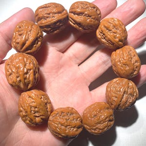 May include: A bracelet made of ten brown, walnut-shaped beads. The beads are arranged in a circular pattern, showcasing their textured surfaces and natural color. The bracelet is held in an open hand.