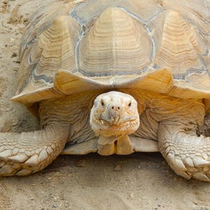 Op de afbeelding: Een grote schildpad met een bruin en beige schild en een getextureerde huid. De schildpad kijkt in de camera, met zijn kop en poten zichtbaar. De schildpad staat op een zanderige ondergrond.