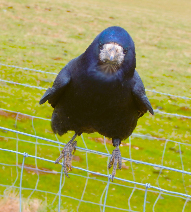 Look For Rooks A Curious Rook Sitting on a Fence at Stonehenge (digital Download) - Etsy