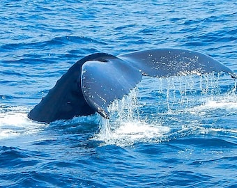 Humpback whale tail