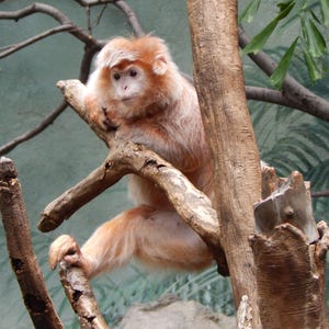 Può includere: Una scimmia rosso-arancio con la faccia e la pelliccia di colore chiaro è seduta su un ramo di un albero. La scimmia è appollaiata su un ramo marrone, con le gambe e le braccia avvolte attorno al legno. Lo sfondo è un misto di verde e marrone.