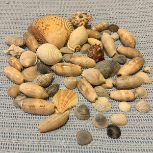 1.6 Pounds of Florida Gulf Coast Seashells - Assorted Species and Sizes-FREE SHIPPING