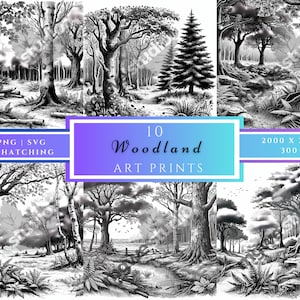 Imágenes Prediseñadas de bosque, imágenes prediseñadas de fondo de bosque, paisaje de bosque arbolado, gráficos de escena de bosque, imágenes prediseñadas de árboles forestales, ruta de senderismo. Arte del bosque