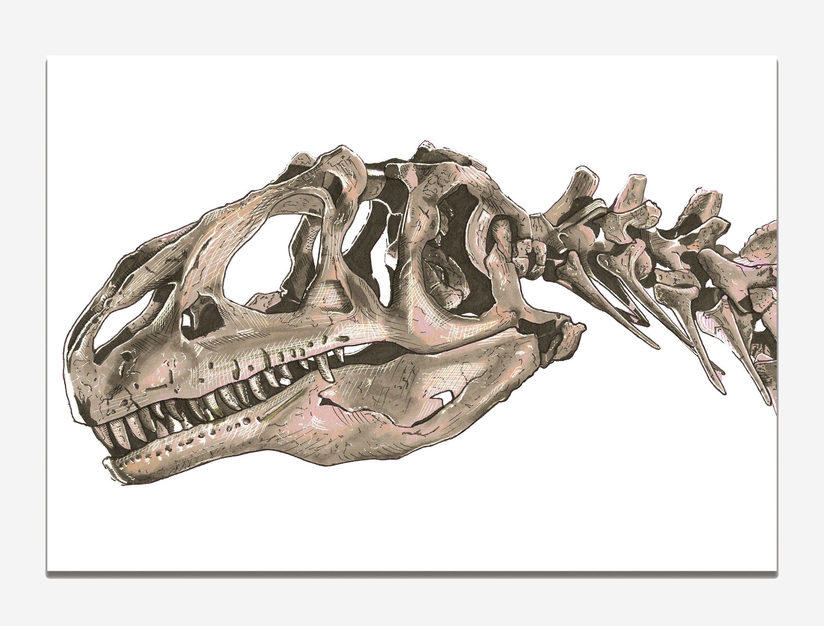 Allosaurus Skull Drawing